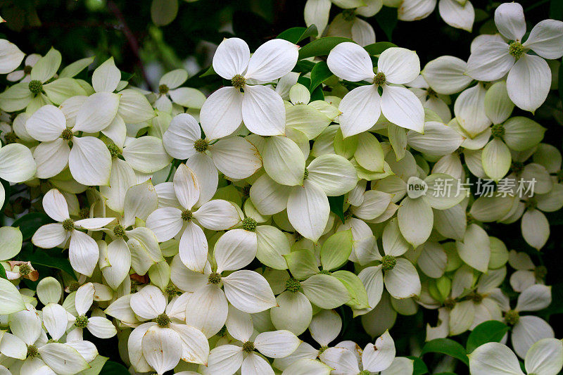 山茱萸/日本山茱萸:美丽的开花植物